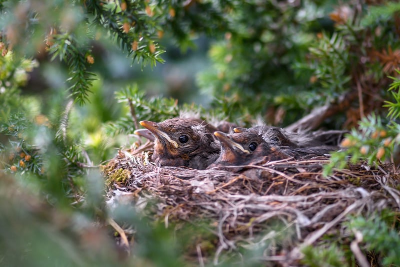 Enchanted Nests