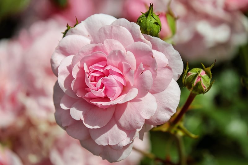 Enchanted Roses